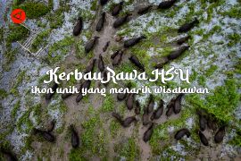 Feature - Kerbau Rawa HSU ikon unik yang menarik wisatawan Bagian 1