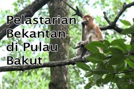Feature - Pelestarian Bekantan di Pulau Bakut Bagian 2