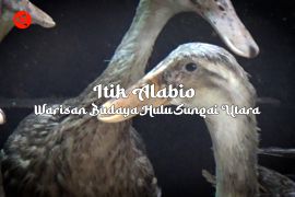 Feature - Itik Alabio Warisan Budaya Hulu Sungai Utara Bagian 2