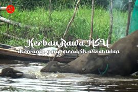 Feature - Kerbau Rawa HSU ikon unik yang menarik wisatawan Bagian 2