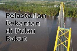 Feature - Pelestarian Bekantan di Pulau Bakut Bagian 3