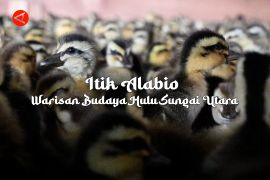 Feature - Itik Alabio Warisan Budaya Hulu Sungai Utara Bagian 3