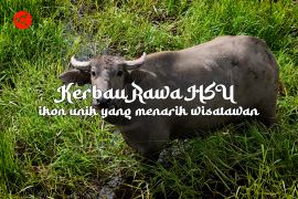 Feature - Kerbau Rawa HSU ikon unik yang menarik wisatawan Bagian 3