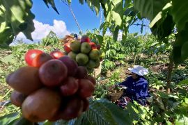 BPS sebut Neraca Perdagangan Luar Negeri Lampung surplus 489,38 juta dolar AS