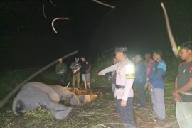 Government to send more equipment, vets to Lampung's elephant hospital