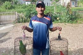 BKSDA Maluku sita satwa dilindungi dari rumah warga di Kabupaten SBT