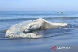 Paus Hidung Botol mati dan terdampar di Pantai Nyamplong Kobong, Jember, Jawa Timur,