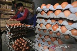 Harga telur ayam ras pada Kamis naik menjadi Rp28.370 per kg