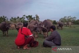 Pemkot Bengkulu sediakan 1.000 dosis vaksin sapi ngorok pada 2025
