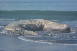 Paus terdampar di Pantai Jember