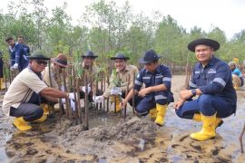 PT Timah tanam 2.500 mangrove di Pantai Batu Kucing