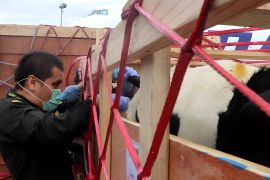 Badan Karantina pastikan kesehatan sapi perah impor untuk program Astacita