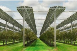 Agrivoltaics, Integrasi sistem PV dengan pertanian untuk dukung energi bersih dan ketahanan pangan