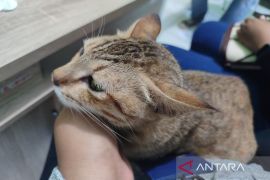 Alokasi vaksin rabies di Kota Bengkulu pada 2025 capai 1,5 ribu dosis