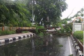 21 pohon tumbang akibat cuaca ekstrem di Kota Mataram