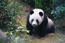 Penggemar serbu Ocean Park Hong Kong, saksikan debut dua panda baru