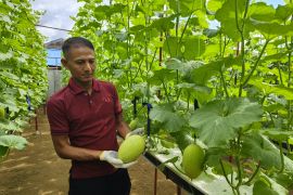Budi daya melon hidproponik yang "ngetren" di Pontianak