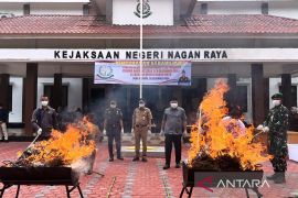 Kejari Nagan Raya musnahkan 9,7 kg ganja hasil kejahatan