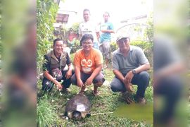 Ternyata banyak masyarakat belum tahu Biuku termasuk satwa dilindungi