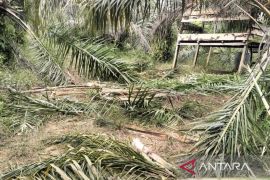 Gajah liar rusak kebun sawit warga, begini reaksi Pemkab Aceh Barat