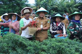 Pemkot Tangerang panen cabai dan bawang hasil program urban farming