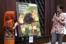 Peneliti temukan pakan orang utan  jadi obat antipenuaan