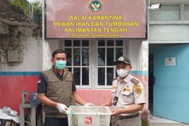 BKSDA dan Karantina Sampit kembali gagalkan penyelundupan burung