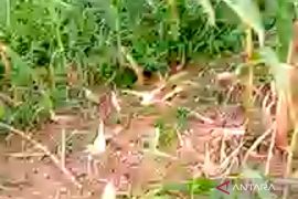 Warga Mukomuko keluhkan hama kera merusak tanaman jagung