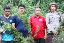 BNNK dan Polres temukan 1,5 hektare ladang ganja di Mandailing Natal