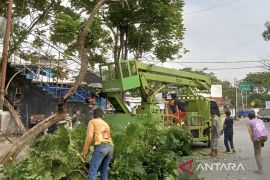 Pemkab Tapin pangkas pohon berisiko tumbang saat musim hujan