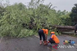 Pohon tumbang tutup jalan nasional antara Pamekasan-Sumenep Jatim