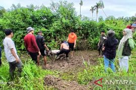 Melarikan diri usai di evakuasi, BKSDA kembali amankan tapir di Pasaman Barat
