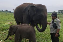 Taman Nasional Way Kambas kelola wisata dengan pola interkoneksi