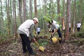 OIKN tanam 600 bibit pohon di Miniatur Hutan Hujan Tropis Nusantara
