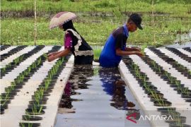 Pemkab HST targetkan 23.611 hektare program Cetak Sawah Kementan