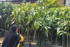 Pemdes Gulang tanam 1.550 bibit mangga dukung ketahanan pangan