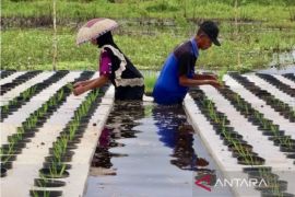 Kalsel kemarin dari kopi lokal hingga brigade pangan