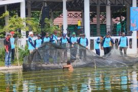 DKPPTPH Tabalong tebar 500 kilogram ikan mas untuk lomba mancing
