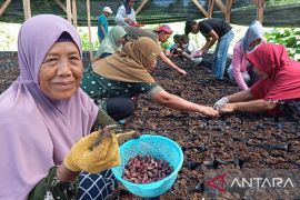 Burung Indonesia fasilitasi petani Pohuwato tingkatkan produksi kakao