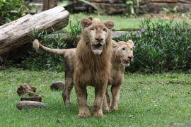 Koleksi baru singa putih di Kebun Binatang Surabaya
