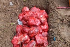Masuk satwa liar dilindungi, BKSDA Maluku amankan daging rusa timor 80 kilogram di kapal