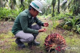 Bersama Astra Agro, putra Dayak Kayan turut kontribusi pembangunan desa