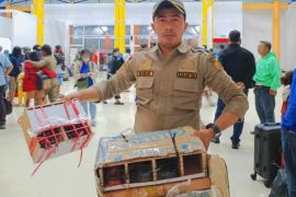 Balai Karantina Papua Tengah selamatkan Burung Nuri Kepala Hitam