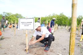 PLN-BBKSDA tanam 50 ribu anakan pohon mangrove di pesisir Desa Tanah Merah