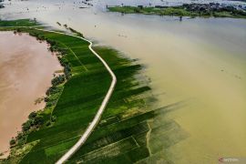 Lahan pertanian terdampak luapan Sungai Bengawan Solo