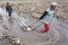 Dampak sawah terendam banjir di Tulungagung