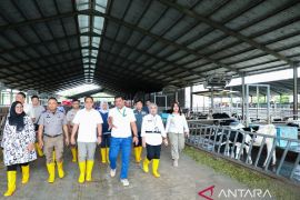Dukung produksi lokal, Pj Gubernur Jatim tinjau peternakan sapi perah di Banyuwangi
