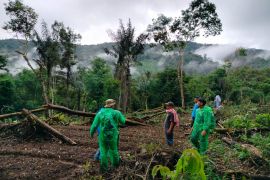 Harimau sumatera muncul di perkampungan Pasaman