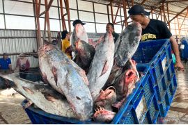 KKP jamin ketersediaan dan mutu ikan bagi masyarakat  untuk Nataru