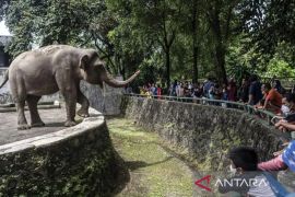 Ragunan prediksi dikunjungi 40 ribu wisatawan pada Tahun Baru Islam